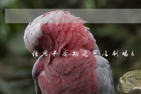 信用卡逾期还可以刷吗6 信用卡逾期还可以刷吗6