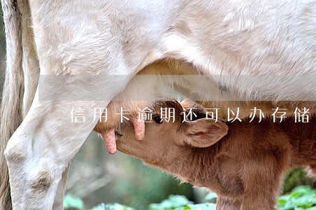 信用卡逾期还可以办存储卡吗 信用卡逾期还可以办存储卡吗