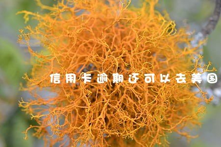 信用卡逾期还可以去美国吗 信用卡逾期还可以去美国吗