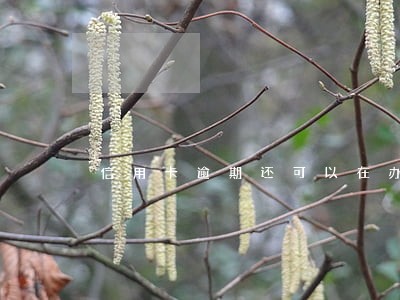 信用卡逾期还可以在办理吗 信用卡逾期还可以在办理吗