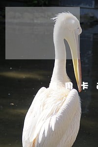 信用卡逾期还可以带 信用卡逾期还可以带