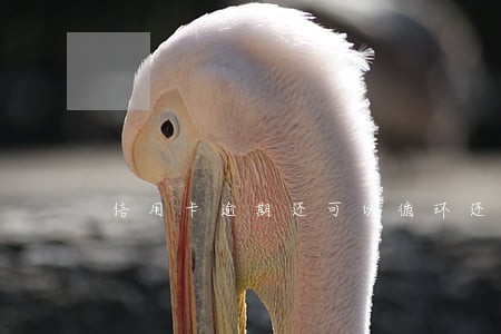 信用卡逾期还可以循环还款 信用卡逾期还可以循环还款