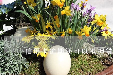 信用卡逾期还可以抵押贷款吗 信用卡逾期还可以抵押贷款吗
