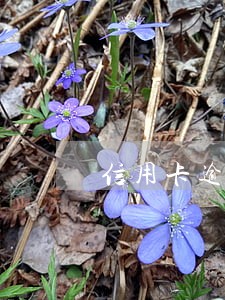 信用卡逾期还可以提 信用卡逾期还可以提