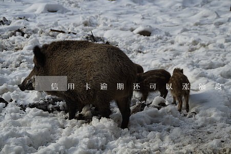 信用卡逾期还可以涨额度吗 信用卡逾期还可以涨额度吗