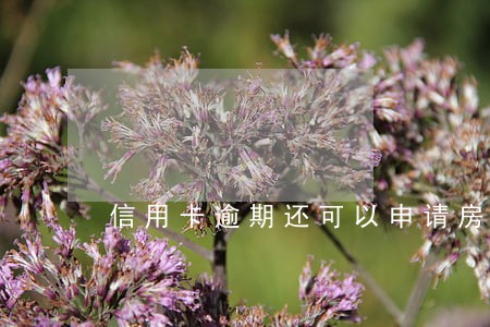 信用卡逾期还可以申请房贷吗 信用卡逾期还可以申请房贷吗