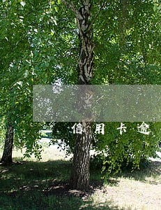 信用卡逾期还可以申请还呗吗 信用卡逾期还可以申请还呗吗