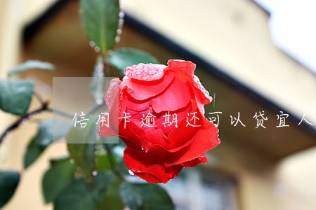信用卡逾期还可以贷宜人贷吗 信用卡逾期还可以贷宜人贷吗