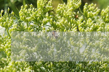 信用卡逾期还可以贷还吗 信用卡逾期还可以贷还吗