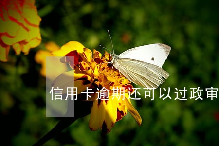 信用卡逾期还可以过政审吗 信用卡逾期还可以过政审吗