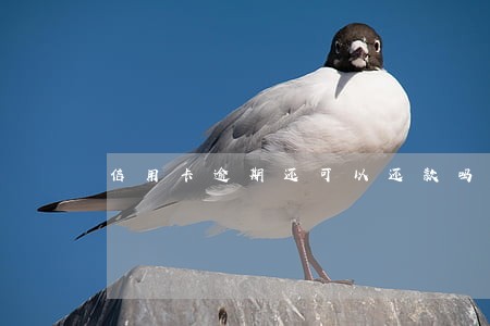 信用卡逾期还可以还款吗 信用卡逾期还可以还款吗