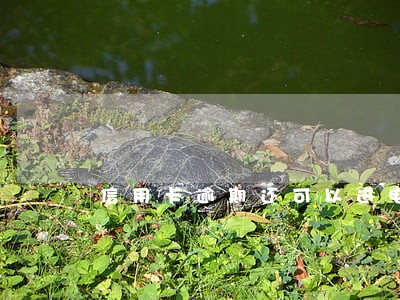 信用卡逾期还可以进电子厂吗 信用卡逾期还可以进电子厂吗