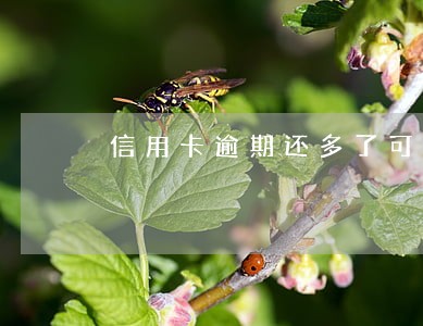 信用卡逾期还多了可以退吗 信用卡逾期还多了可以退吗