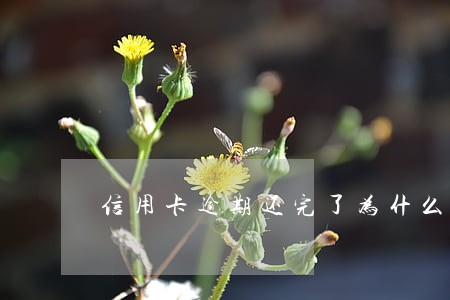 信用卡逾期还完了为什么不要销户 信用卡逾期还完了为什么不要销户