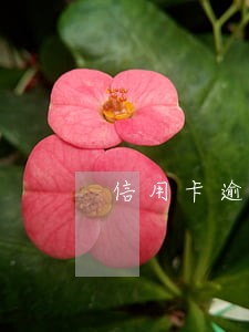 信用卡逾期还完了可不可以注销 信用卡逾期还完了可不可以注销