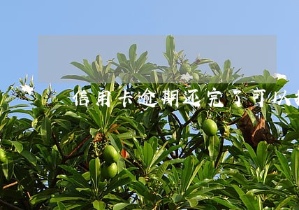 信用卡逾期还完了可以按揭买车吗