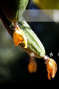 信用卡逾期还完了怎么还有未出账