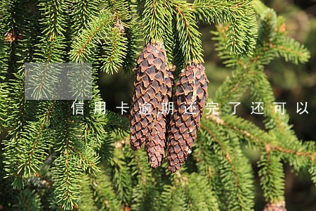 信用卡逾期还完了还可以借嘛 信用卡逾期还完了还可以借嘛