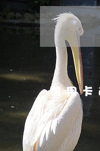 信用卡逾期还完了还能重新用吗