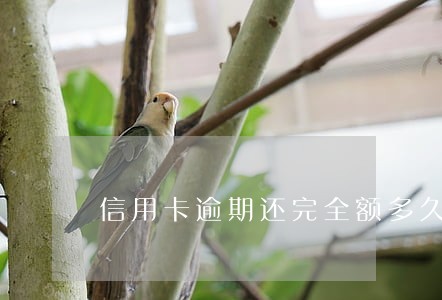 信用卡逾期还完全额多久解封 信用卡逾期还完全额多久解封