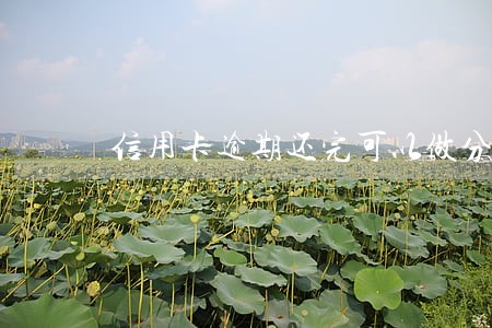 信用卡逾期还完可以做分期么 信用卡逾期还完可以做分期么