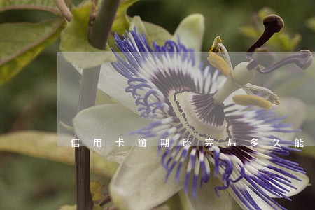 信用卡逾期还完后多久能用 信用卡逾期还完后多久能用