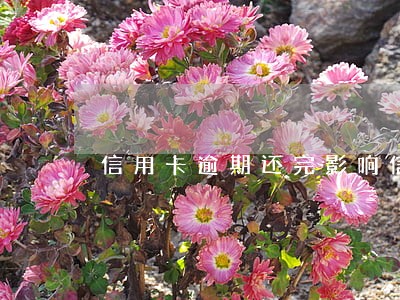 信用卡逾期还完影响信用吗