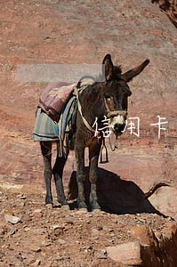 信用卡逾期还完最低被封卡