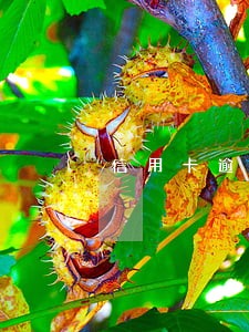 信用卡逾期还完款后怎么恢复 信用卡逾期还完款后怎么恢复