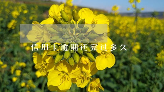 信用卡逾期还完过多久 信用卡逾期还完过多久