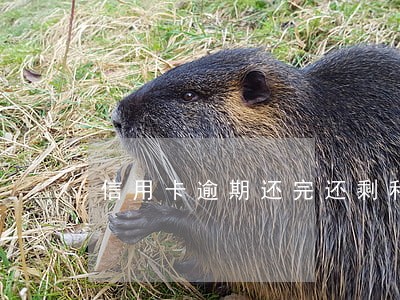 信用卡逾期还完还剩利息没还 信用卡逾期还完还剩利息没还