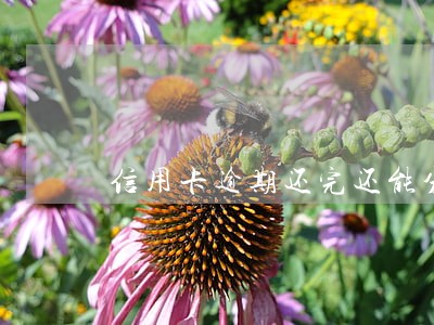 信用卡逾期还完还能分期吗 信用卡逾期还完还能分期吗