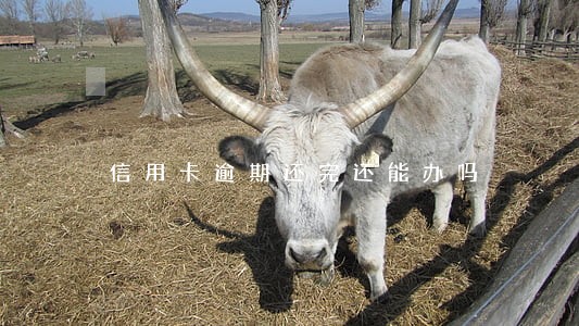 信用卡逾期还完还能办吗 信用卡逾期还完还能办吗