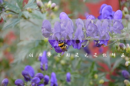 信用卡逾期还完还能解冻