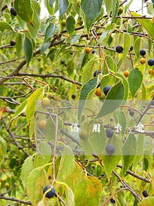 信用卡逾期还完钱还能用吗 信用卡逾期还完钱还能用吗