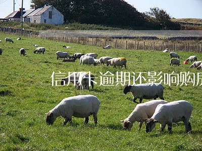 信用卡逾期还影响购房征信吗 信用卡逾期还影响购房征信吗