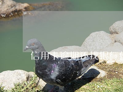 信用卡逾期还找银行什么部门 信用卡逾期还找银行什么部门