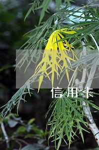 信用卡逾期还掉了卡需要去注销吗 信用卡逾期还掉了卡需要去注销吗