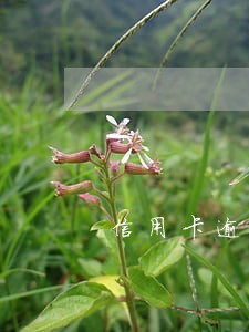 信用卡逾期还收利息吗 信用卡逾期还收利息吗