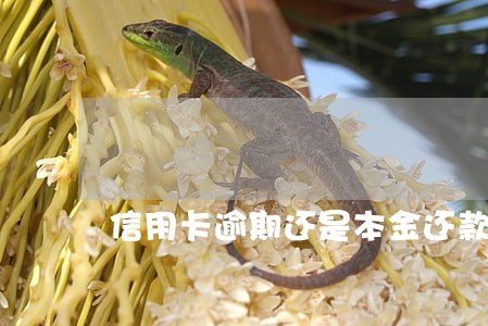 信用卡逾期还是本金还款 信用卡逾期还是本金还款