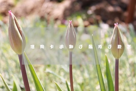 信用卡逾期还最低还款怎么拿回 信用卡逾期还最低还款怎么拿回