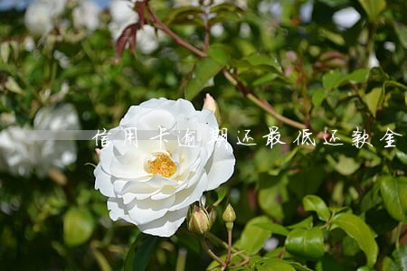 信用卡逾期还最低还款金额