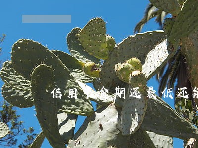 信用卡逾期还最低还能贷款吗