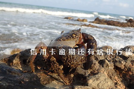 信用卡逾期还有啥银行能贷款