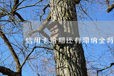 信用卡逾期还有滞纳金吗