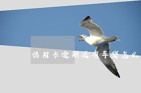 信用卡逾期还有车贷怎么办 信用卡逾期还有车贷怎么办