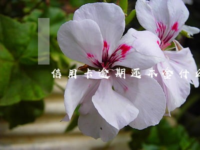 信用卡逾期还本金什么方式还 信用卡逾期还本金什么方式还