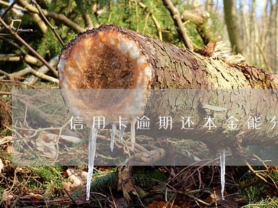 信用卡逾期还本金能分期吗