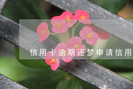 信用卡逾期还梦申请信用卡吗