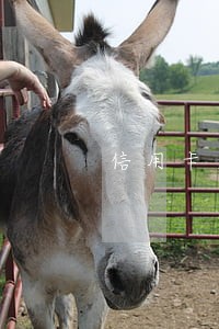 信用卡逾期还款100 信用卡逾期还款100